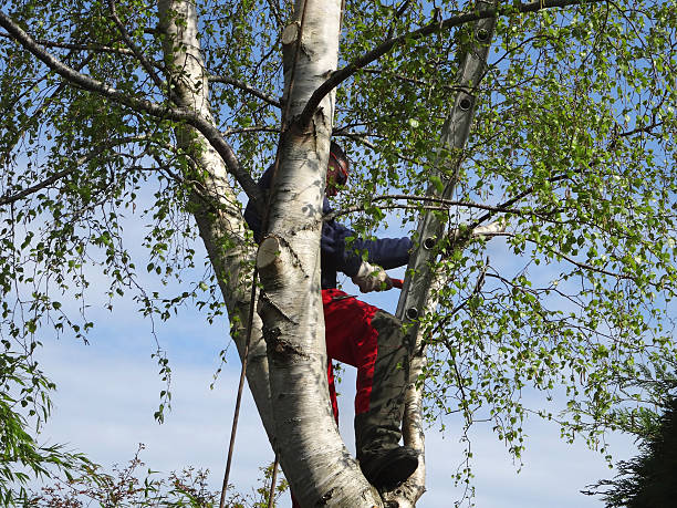 Tree and Shrub Care in Henderson, TX