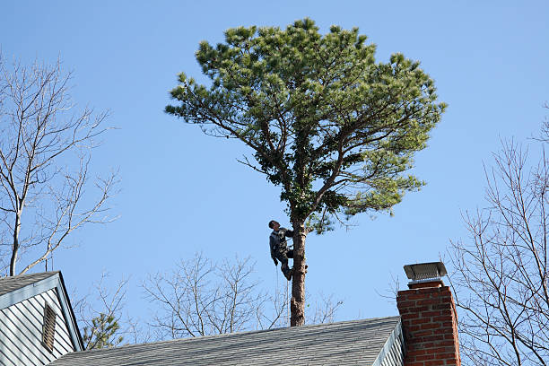 Best Tree Trimming and Pruning  in Henderson, TX