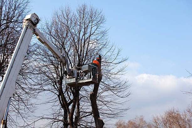 Best Tree Preservation Services  in Henderson, TX